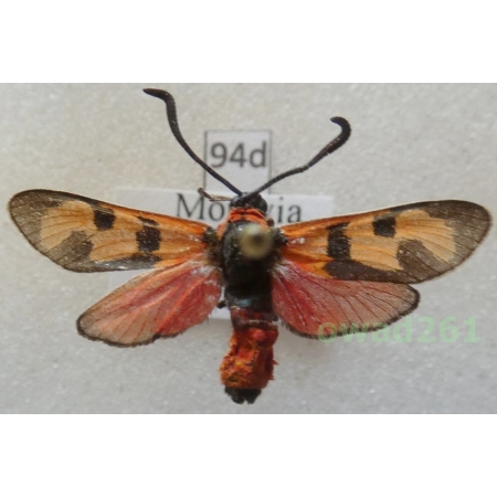Zygaena laeta (Hübner, 1790) Czech94d